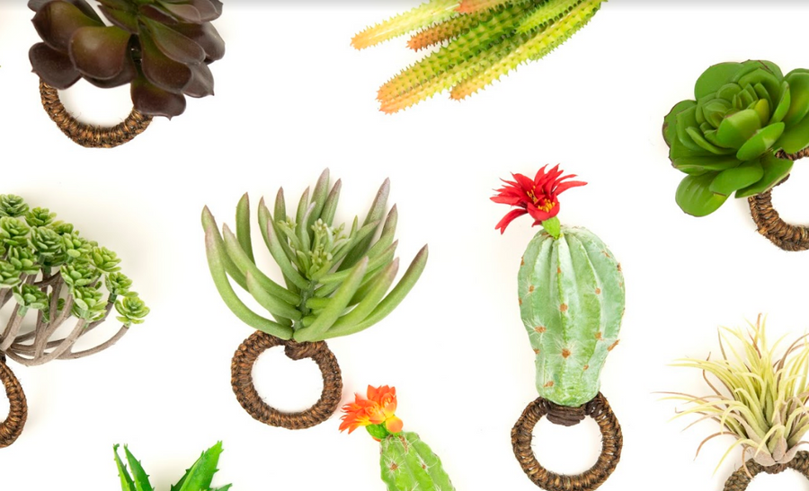 Assorted Cactus Box 4 Pieces